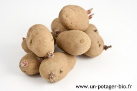 Pommes de terre germées bio