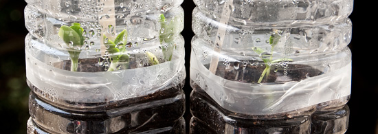 Semis de courgettes et de concombres en bouteilles plastique