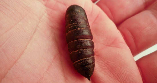 chrysalide Chrysalide ou nymphe