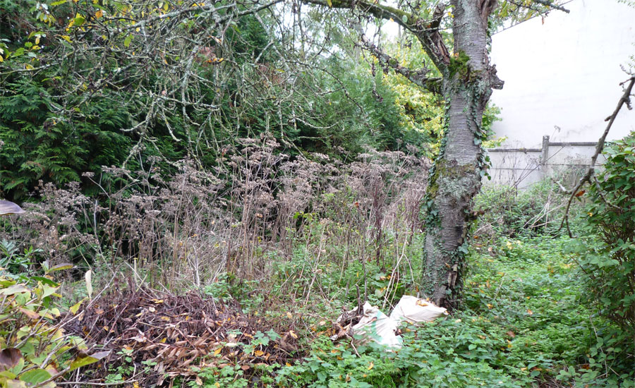 Le potager en friche
