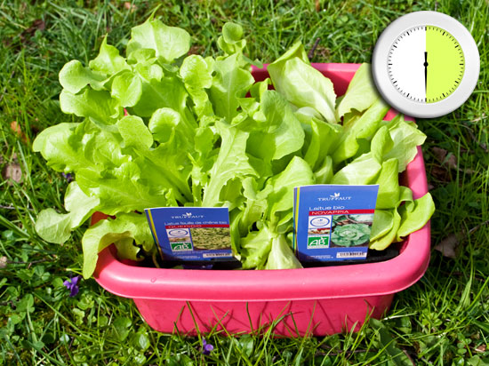 Salades en bassine