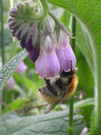 Fleur de consoude butinée par une abeille