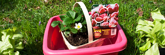 Fraisiers dans une bassine Plants de fraisiers dans une bassine