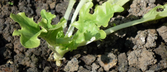Plantation de salades