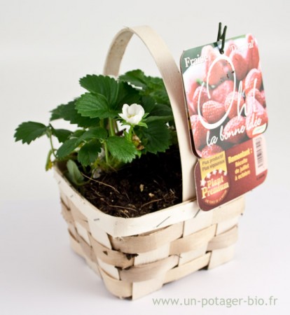 Plants de fraises