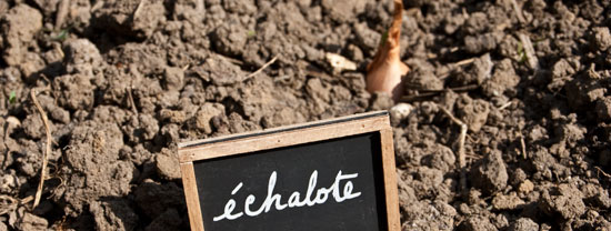 Plantez des échalotes