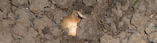 Bulbe d'oignon