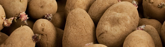 Pommes de terre germées