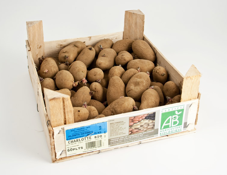 Pommes de terre Charlotte bio