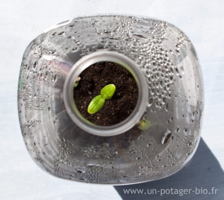 Plant de concombre dans une bouteille en plastique