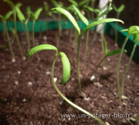 Plant de tomate