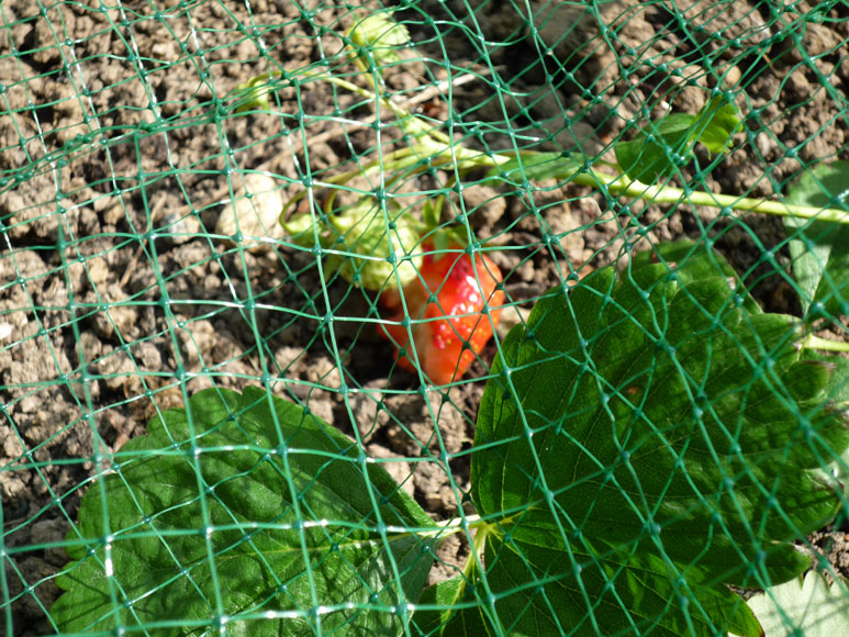 Fraisiers protégés par un filet