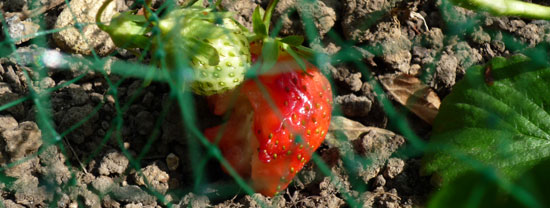 Fraise sous filet