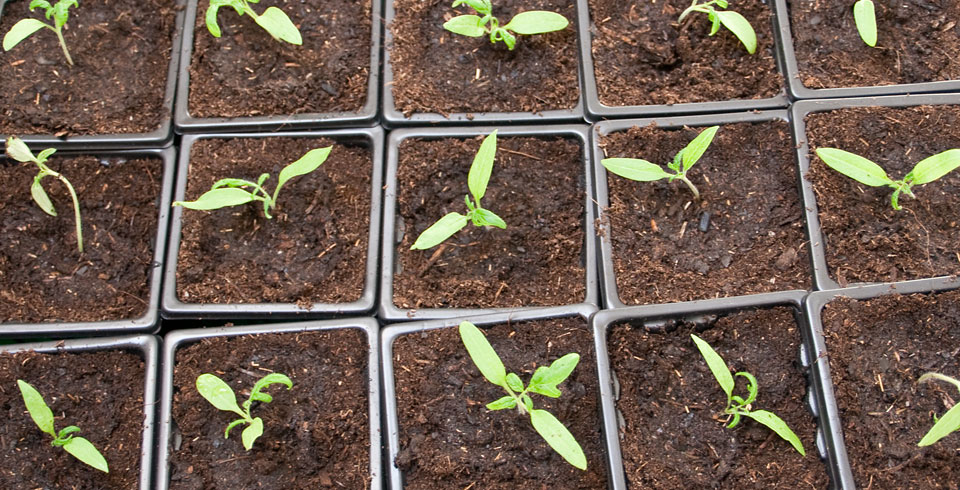 Tomates bio en godets