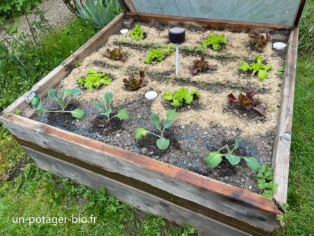 Lutte anti-limaces au potager