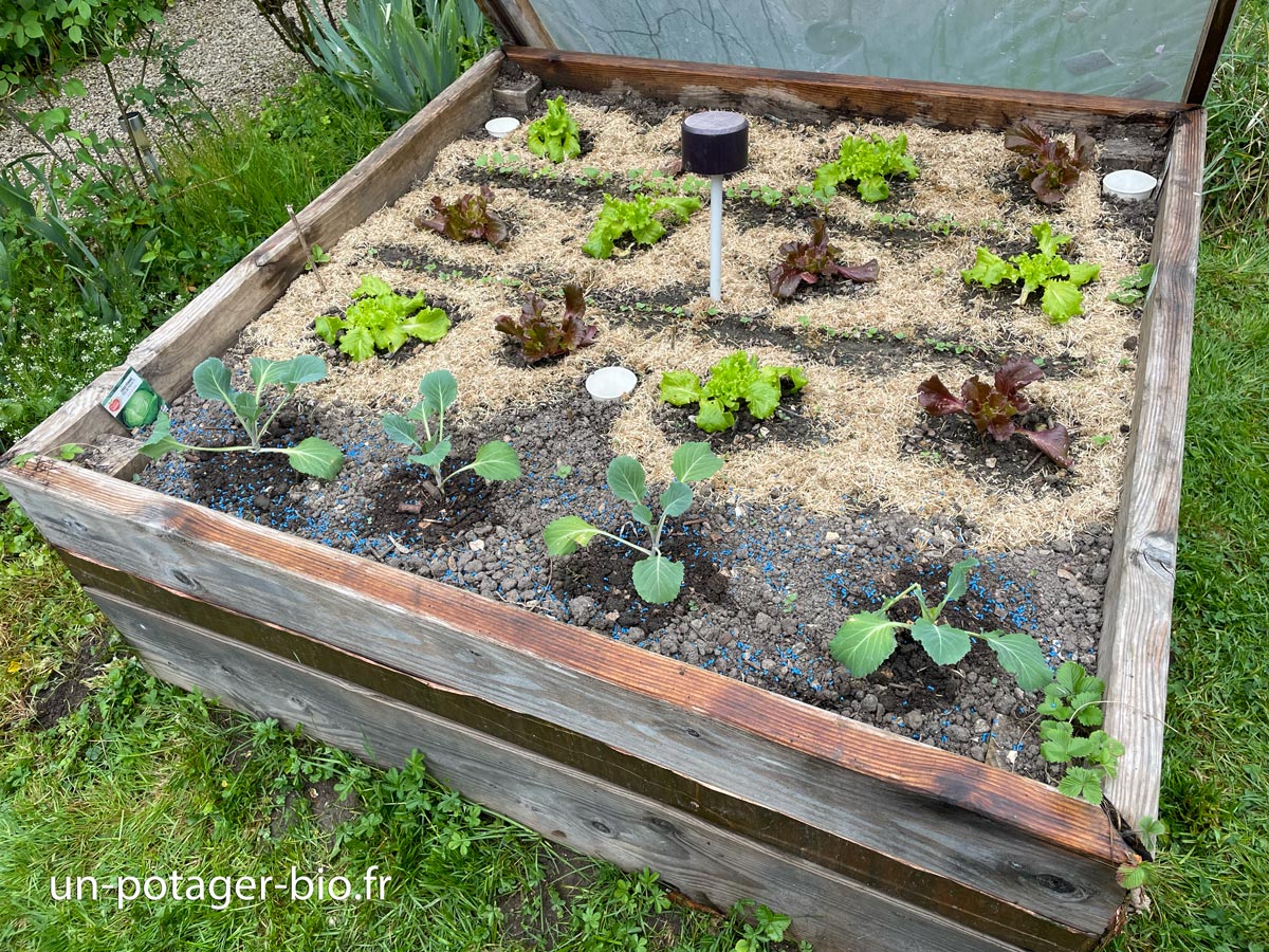 Lutte anti-limaces au potager