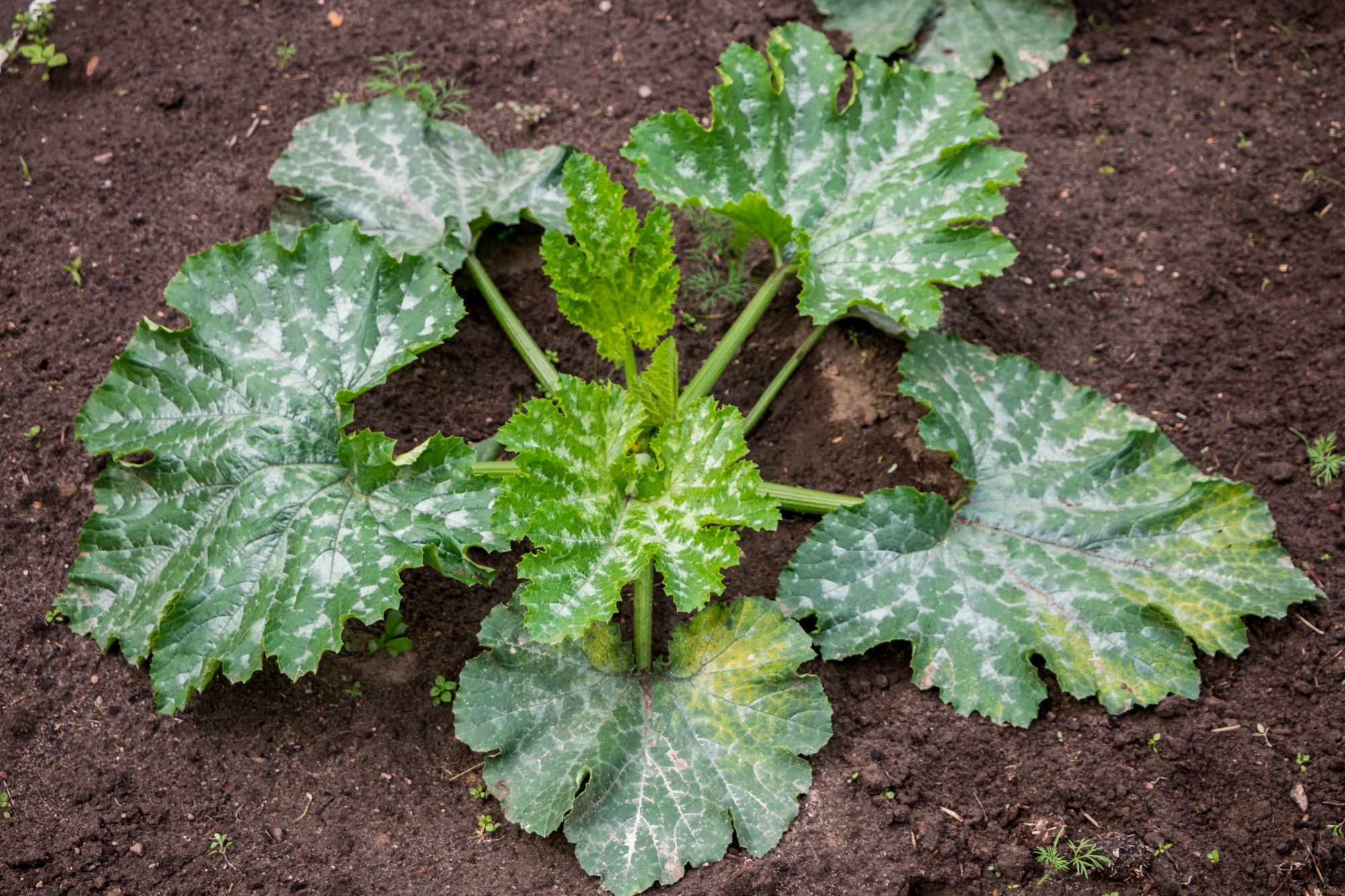 maladie de l'oïdium sur les feuilles de courgettes