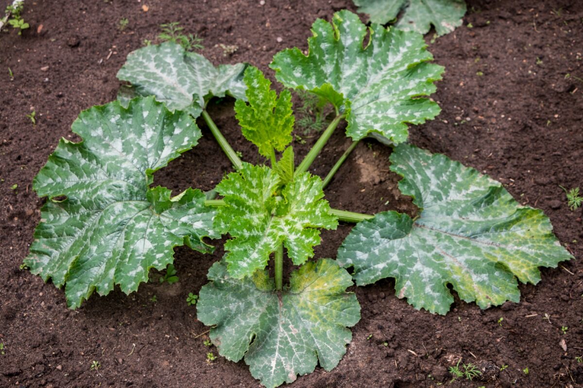 maladie de l'oïdium sur les feuilles de courgettes